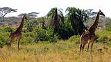 TANZANIA - Serengeti National Park - Giraffe - 4